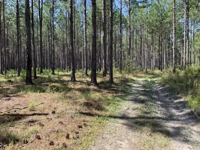 Rapkins Road Trail (West of M1)