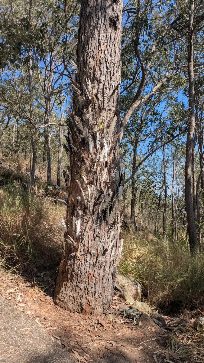 Glass House Mountains National Park: Mt Beerburrum Summit Walk
