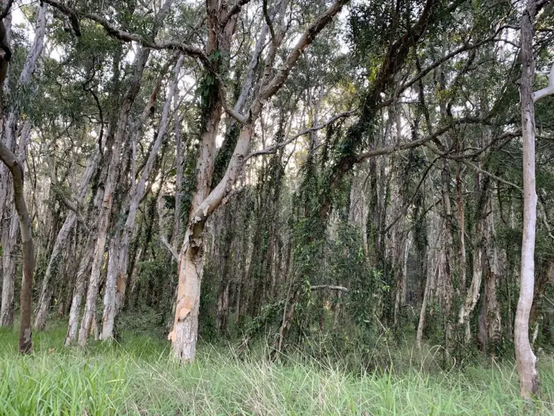 Glass House Mountains National Park: Soldier Settlers Loop 