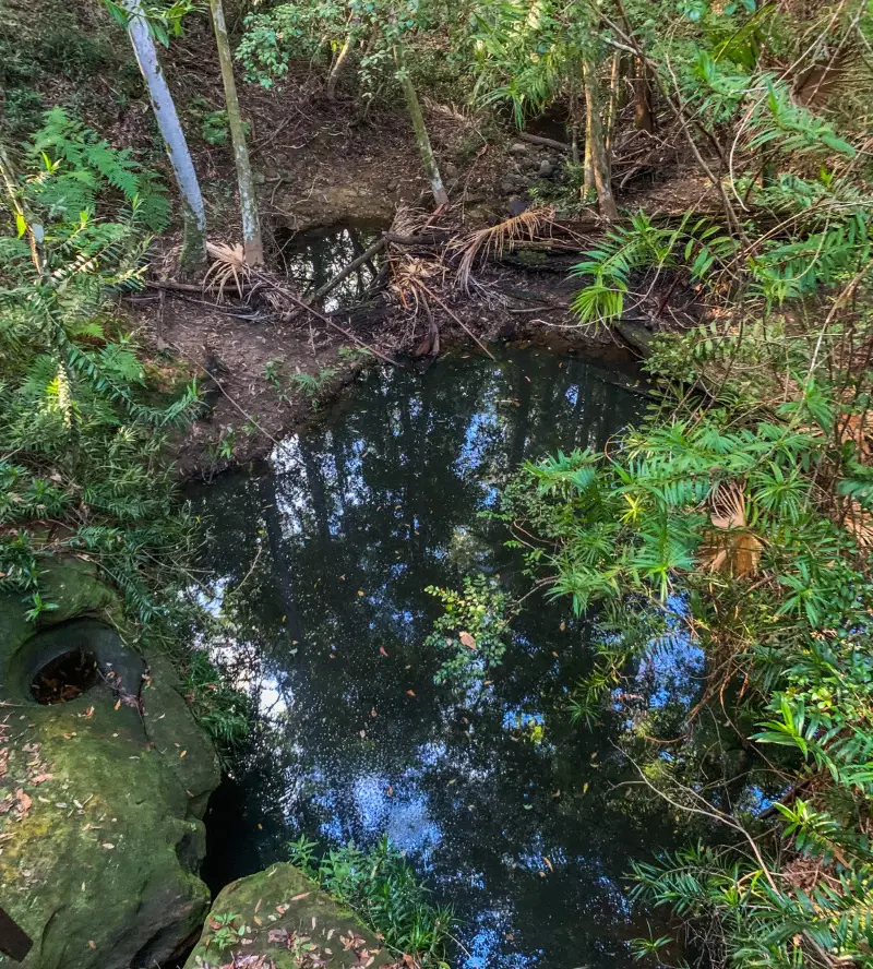 Maroochy Regional Bushland Botanic Garden: Lagoon walk