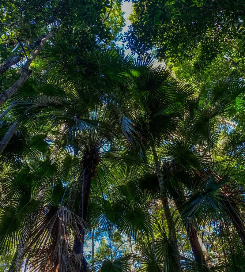 Maroochy Regional Bushland Botanic Garden: Creek walk