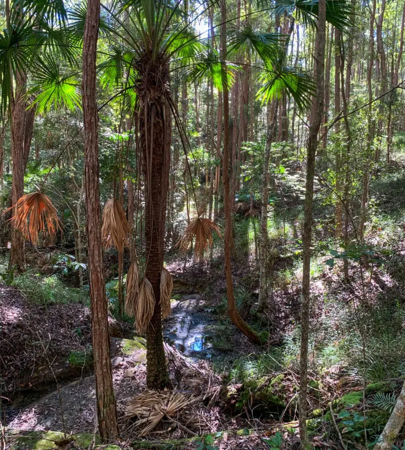 Maroochy Regional Bushland Botanic Garden: Creek walk
