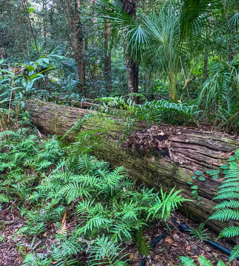 Maroochy Regional Bushland Botanic Garden: Mossy Log Walk