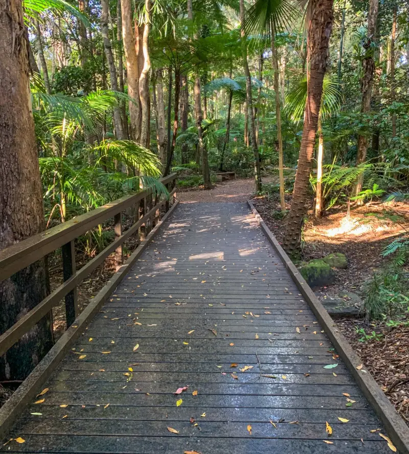 Maroochy Regional Bushland Botanic Garden: Fern Glade walk