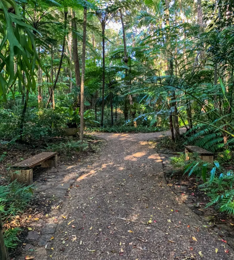 Maroochy Regional Bushland Botanic Garden: Fern Glade walk