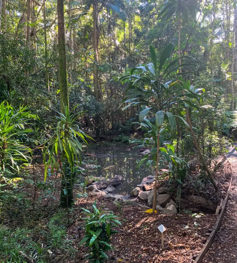 Maroochy Regional Bushland Botanic Garden: Ephemeral Wetland Walk