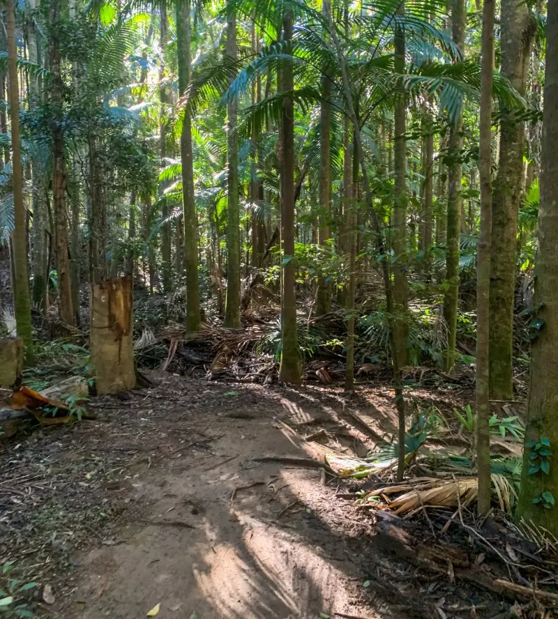 Maroochy Regional Bushland Botanic Garden: Ephemeral Wetland Walk