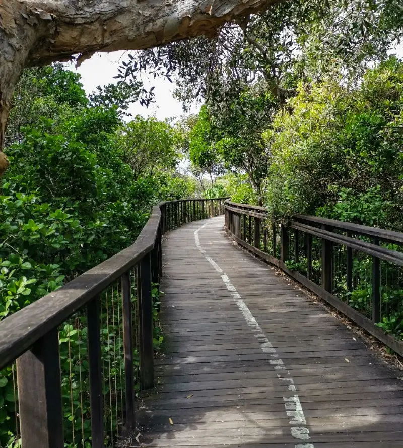Coastal Pathway: Marcoola to Mt Coolum Beach