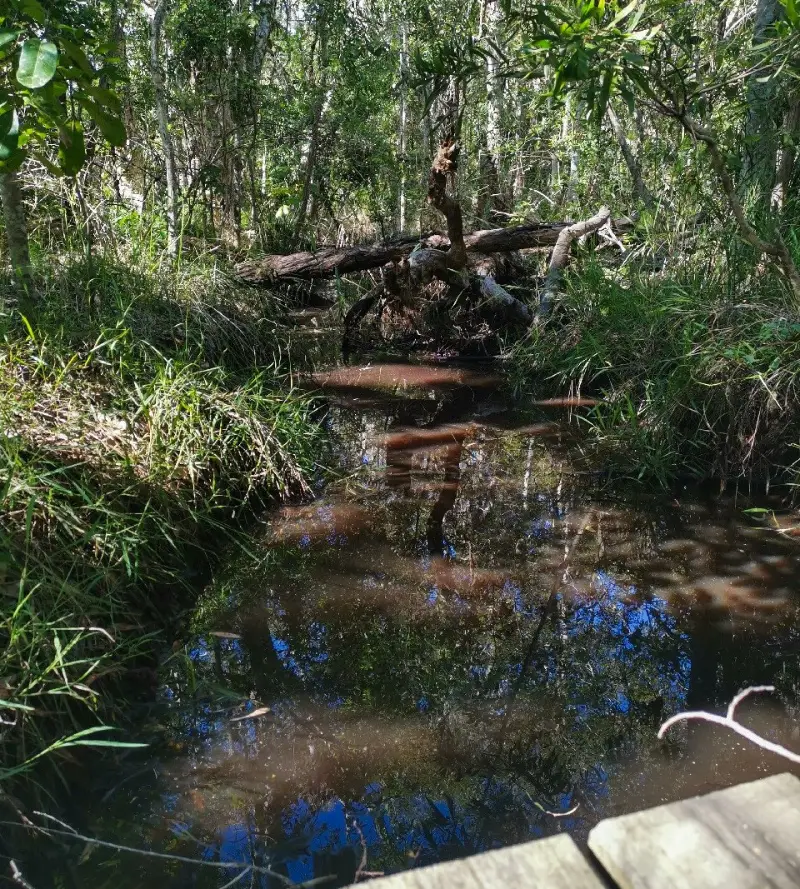 Maroochy River Conservation Park walk