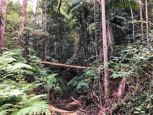 Eumundi Conservation Park: Geebung Circuit