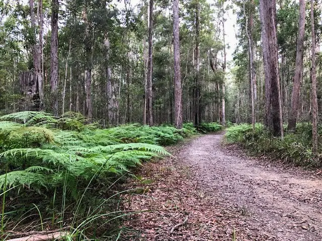 Eumundi Conservation Park: Geebung Circuit