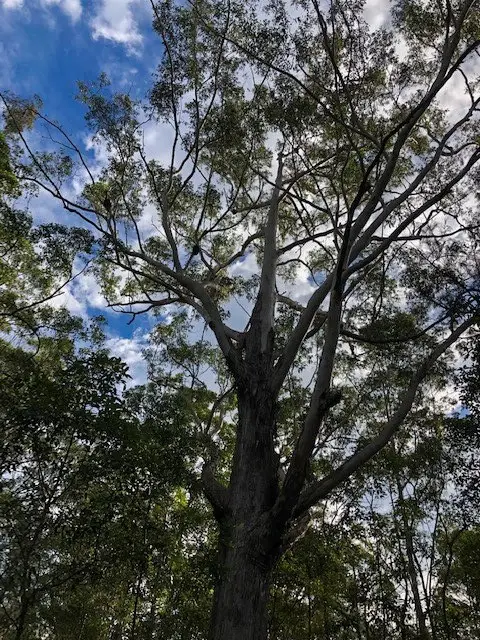 Eumundi Conservation Park: Geebung Circuit