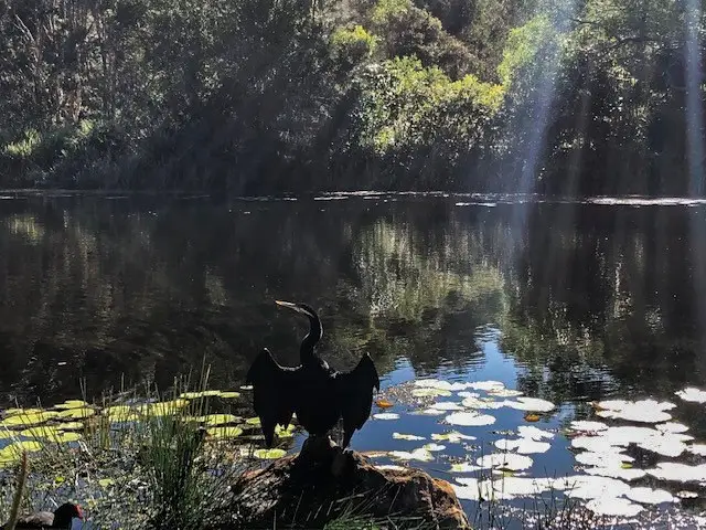 Peregian Springs: The Avenue Park to Waterville Way Park