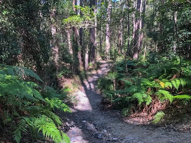 Eumundi Conservation Park: Figbird Trail