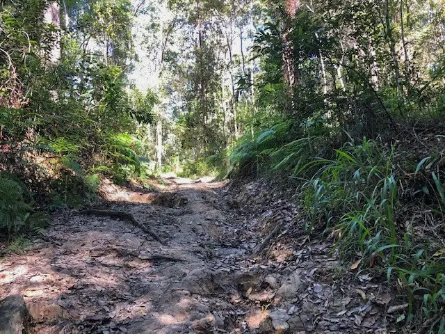 Eumundi Conservation Park: Figbird Trail