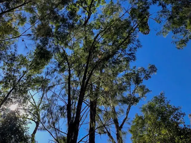 Eumundi Conservation Park: Figbird Trail