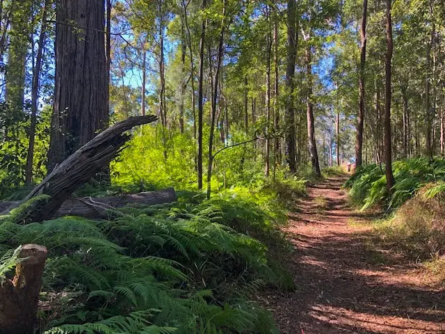 Eumundi Conservation Park: Figbird Trail