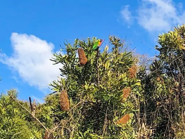 Peregian Beach: National Park Fringe Walk
