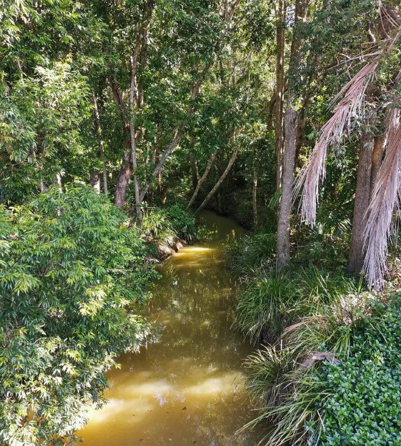 Mooloolah Town and Pond Walk