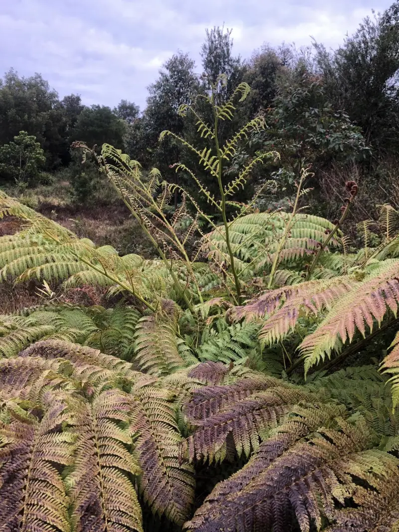 Maleny Northern Wetlands Trail