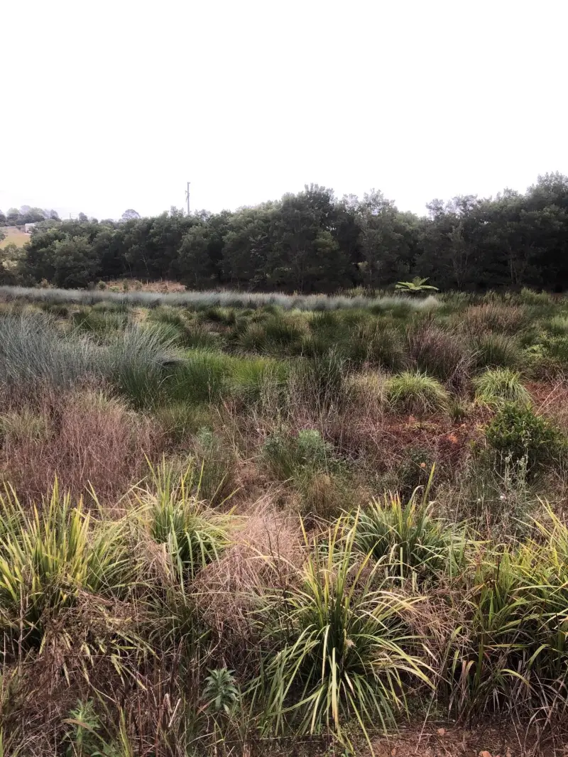 Maleny Northern Wetlands Trail