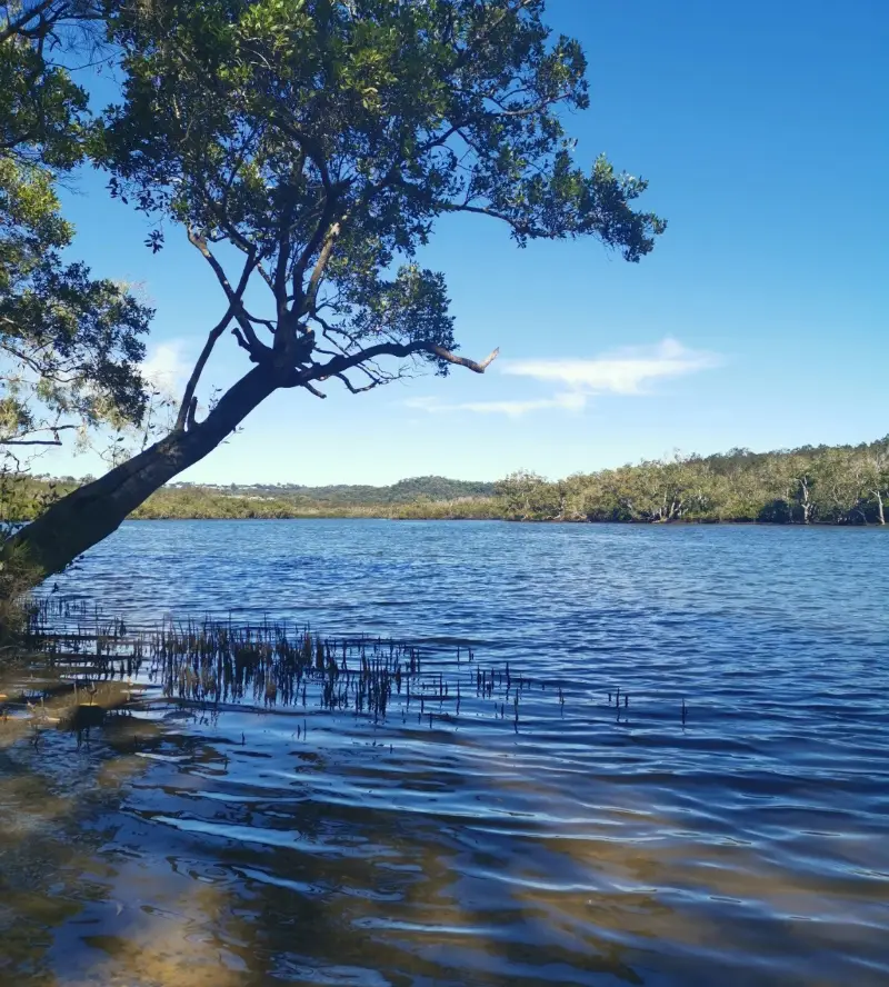 Maroochy River Canoe Trail: Eudlo Creek Paddle