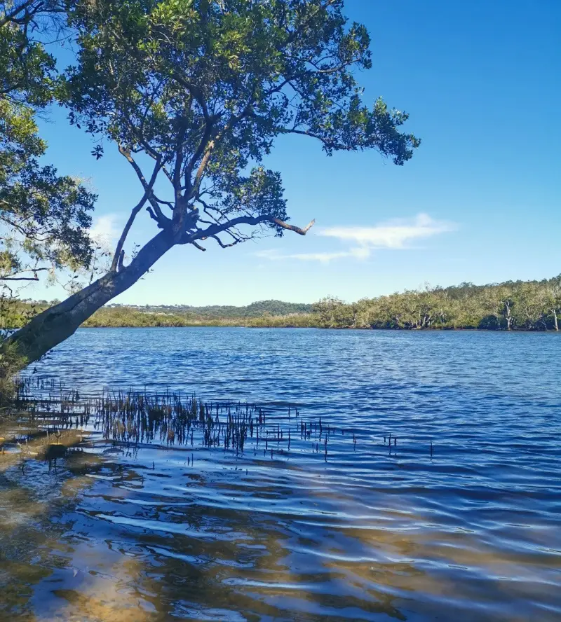 Maroochy River Canoe Trail: Eudlo Creek Paddle