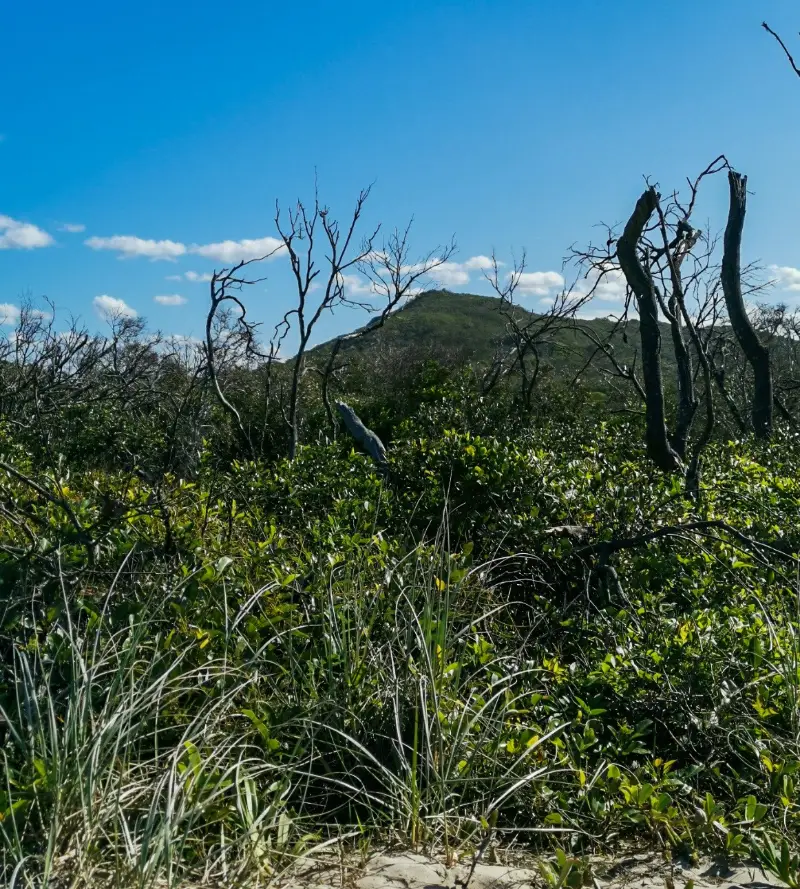 Noosa National Park: Peregian Section